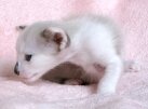 котёнок балинез, окрас сил поинт с белым, возраст 3 недели