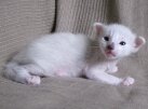 котёнок балинез, окрас сил поинт с белым, возраст 2 недели