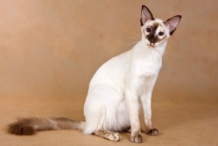 балинез или балийская кошка